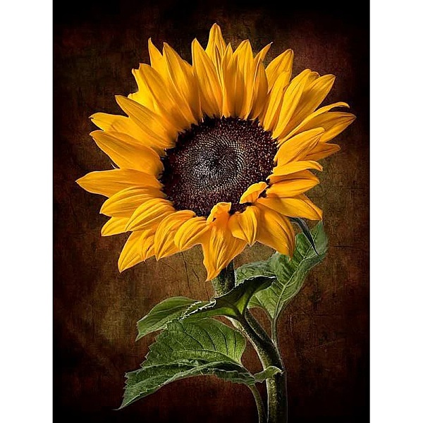 PandaHall Sunflower DIY Diamond Painting Kit, Including Resin Rhinestones Bag, Diamond Sticky Pen, Tray Plate and Glue Clay, Gold, 400x300mm...
PandaHall Sunflower DIY Diamond Painting Kit, Including Resin Rhinestones Bag, Diamond Sticky Pen, Tray Plate and Glue Clay, Gold, 400x300mm...