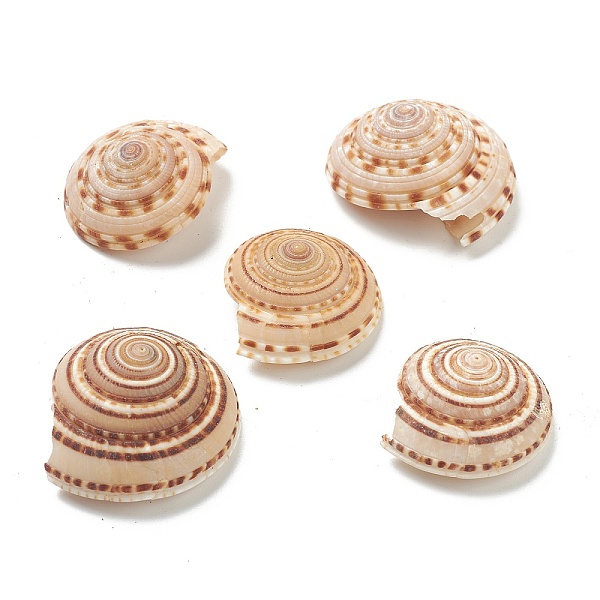 PandaHall Natural Shell Beads, Undrilled/No Hole Beads, Sandy Brown, 36~42x33~39x14.5~20mm Other Sea Shell Shell Shape
PandaHall Natural Shell Beads, Undrilled/No Hole Beads, Sandy Brown, 36~42x33~39x14.5~20mm Other Sea Shell Shell Shape