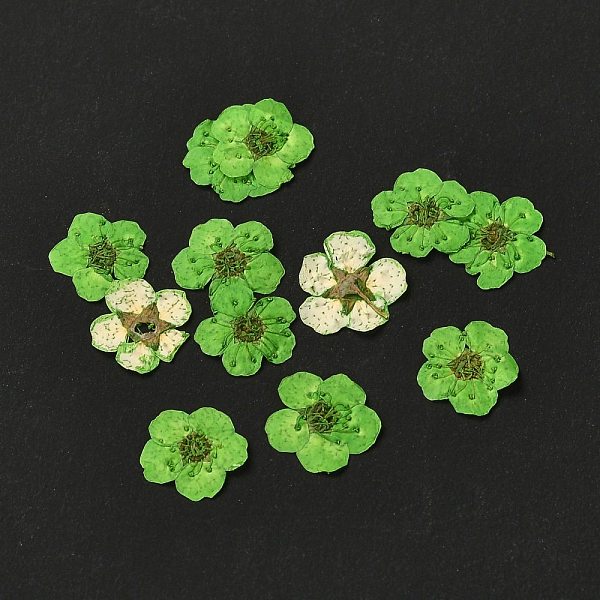 PandaHall Narcissus Embossing Dried Flowers, for Cellphone, Photo Frame, Scrapbooking DIY Handmade Craft, Lime Green, 7mm, 20pcs/box Dried...
PandaHall Narcissus Embossing Dried Flowers, for Cellphone, Photo Frame, Scrapbooking DIY Handmade Craft, Lime Green, 7mm, 20pcs/box Dried...
