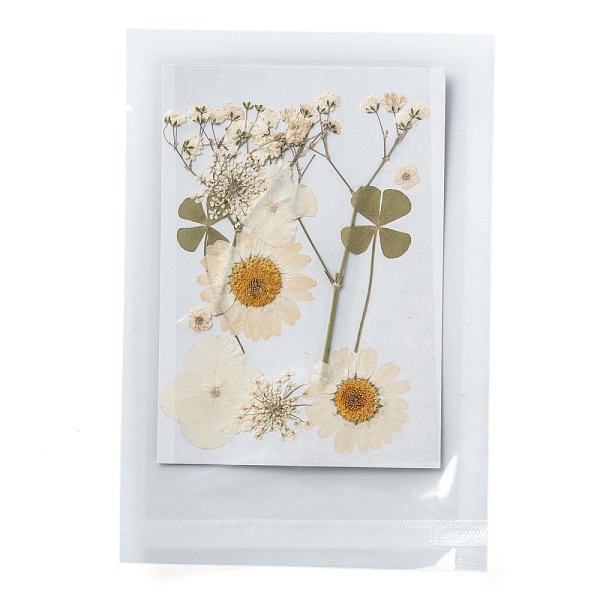 PandaHall Pressed Dried Flowers, for Cellphone, Photo Frame, Scrapbooking DIY and Resin Art Floral Decors, 120x85x0.3mm Dried Flower Flower
PandaHall Pressed Dried Flowers, for Cellphone, Photo Frame, Scrapbooking DIY and Resin Art Floral Decors, 120x85x0.3mm Dried Flower Flower