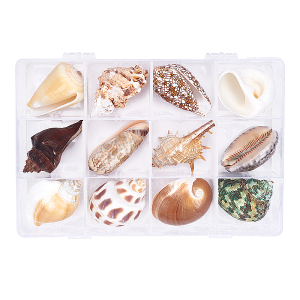PandaHall Natural Shell Home Display Decoration Sets, No Hole/Undrilled, Mixed Color, 40~55mm, 12pcs/box Shell Shell Shape Multicolor
PandaHall Natural Shell Home Display Decoration Sets, No Hole/Undrilled, Mixed Color, 40~55mm, 12pcs/box Shell Shell Shape Multicolor