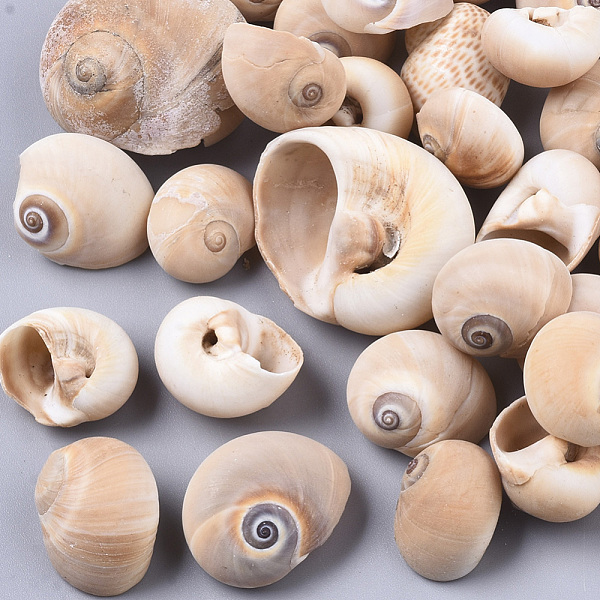 PandaHall Natural Conch Shell Beads, Undrilled/No Hole Beads, BurlyWood, 14~43x15~36x9~15mm Spiral Shell Shell Shape Orange
PandaHall Natural Conch Shell Beads, Undrilled/No Hole Beads, BurlyWood, 14~43x15~36x9~15mm Spiral Shell Shell Shape Orange