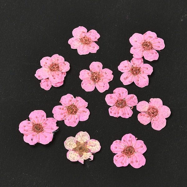 PandaHall Narcissus Embossing Dried Flowers, for Cellphone, Photo Frame, Scrapbooking DIY Handmade Craft, Pink, 7mm, 20pcs/box Dried Flower...
PandaHall Narcissus Embossing Dried Flowers, for Cellphone, Photo Frame, Scrapbooking DIY Handmade Craft, Pink, 7mm, 20pcs/box Dried Flower...