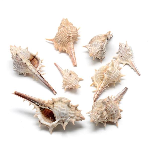 PandaHall Thorn Conch Shell Big Pendants, Antique White, 40~68x12~39x15~30mm, Hole: 1~2mm, about 110pcs/500g Spiral Shell Shell Shape Orange
PandaHall Thorn Conch Shell Big Pendants, Antique White, 40~68x12~39x15~30mm, Hole: 1~2mm, about 110pcs/500g Spiral Shell Shell Shape Orange