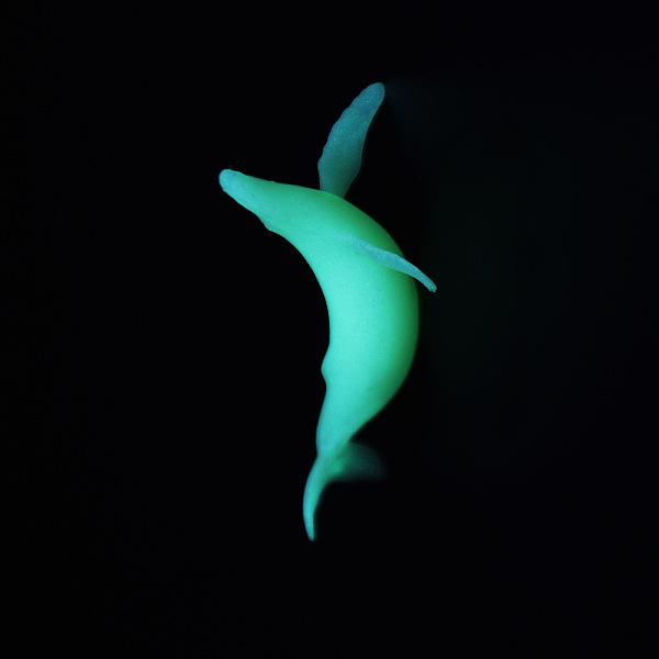 PandaHall Whale Shaped Plastic Decorations, Luminous/Glow in the Dark, for DIY Silicone Molds, White, 33x20x10mm, Box: 40x34.5x18.5mm...
PandaHall Whale Shaped Plastic Decorations, Luminous/Glow in the Dark, for DIY Silicone Molds, White, 33x20x10mm, Box: 40x34.5x18.5mm...