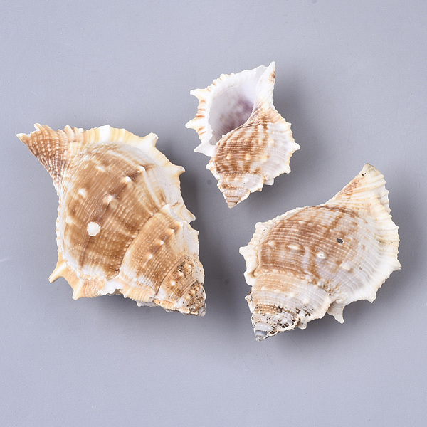PandaHall Natural Conch Shell Beads, Undrilled/No Hole Beads, Antique White, 58.5~99x42~64.5x31~48mm Spiral Shell Shell Shape Orange
PandaHall Natural Conch Shell Beads, Undrilled/No Hole Beads, Antique White, 58.5~99x42~64.5x31~48mm Spiral Shell Shell Shape Orange