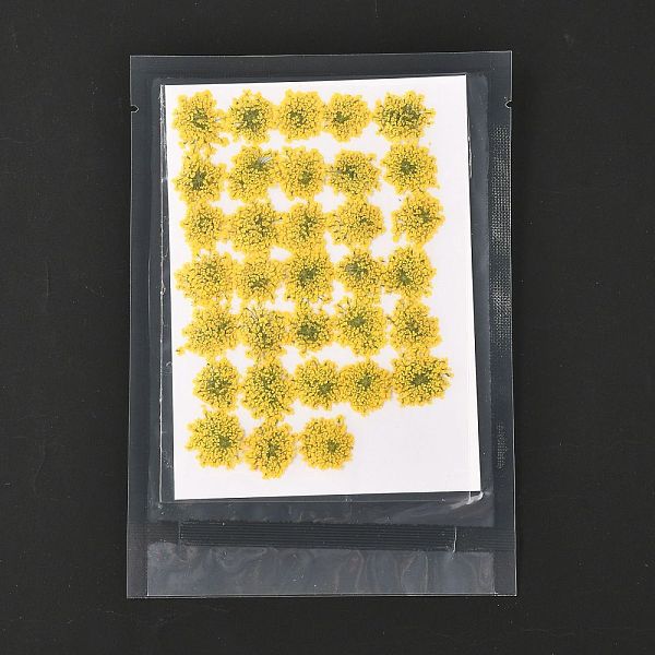 PandaHall Pressed Dried Flowers, for Cellphone, Photo Frame, Scrapbooking DIY Handmade Craft, Yellow, 15~20x13~19mm, 100pcs/bag Dried Flower...
PandaHall Pressed Dried Flowers, for Cellphone, Photo Frame, Scrapbooking DIY Handmade Craft, Yellow, 15~20x13~19mm, 100pcs/bag Dried Flower...