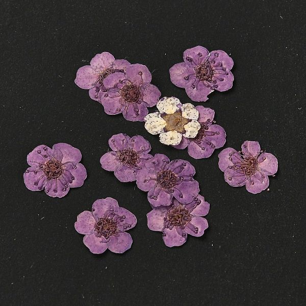 PandaHall Narcissus Embossing Dried Flowers, for Cellphone, Photo Frame, Scrapbooking DIY Handmade Craft, Dark Orchid, 7mm, 20pcs/box Dried...
PandaHall Narcissus Embossing Dried Flowers, for Cellphone, Photo Frame, Scrapbooking DIY Handmade Craft, Dark Orchid, 7mm, 20pcs/box Dried...