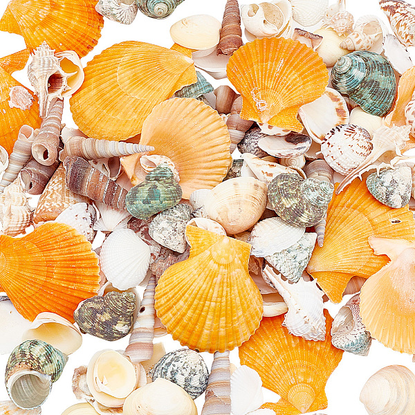 PandaHall Natural Shell Display Decorations, for Fish Tank Landscaping Decoration Ornaments Wind Chimes Drifting Bottle Material, Mixed..., Multicolor
PandaHall Natural Shell Display Decorations, for Fish Tank Landscaping Decoration Ornaments Wind Chimes Drifting Bottle Material, Mixed..., Multicolor