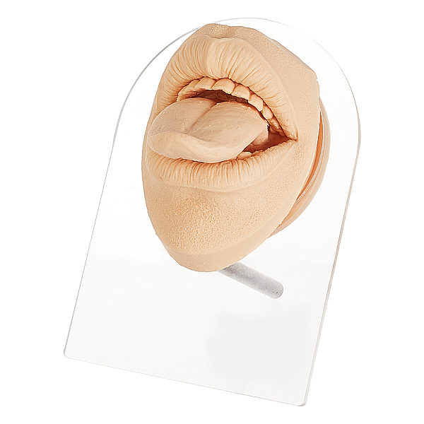 PandaHall OLYCRAFT Soft Silicone Tongue Model with Acrylic Display Stands Soft Silicone Flexible Model Rubber Tongue Displays Model for...
PandaHall OLYCRAFT Soft Silicone Tongue Model with Acrylic Display Stands Soft Silicone Flexible Model Rubber Tongue Displays Model for...