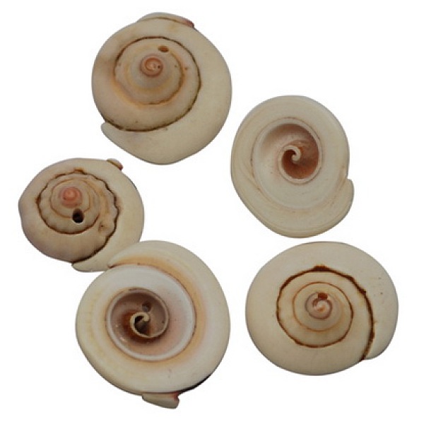 PandaHall Natural Shiva Eye Shell Beads, Dyed, PeachPuff, Size: about 13~16mm long, 4~7mm thick, hole: 2mm, about 360pcs/500g Shiva Eye..., Brown
PandaHall Natural Shiva Eye Shell Beads, Dyed, PeachPuff, Size: about 13~16mm long, 4~7mm thick, hole: 2mm, about 360pcs/500g Shiva Eye..., Brown