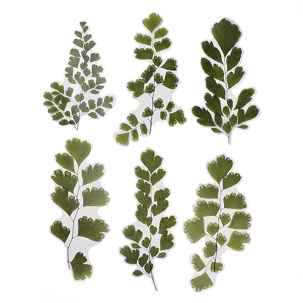 PandaHall 6Pcs Plant PET Adhesive Waterproof Stickers, for DIY Photo Album Diary Scrapbook Decoration, Leaf, Green, 163~200x85~104x0.1mm PET...
PandaHall 6Pcs Plant PET Adhesive Waterproof Stickers, for DIY Photo Album Diary Scrapbook Decoration, Leaf, Green, 163~200x85~104x0.1mm PET...