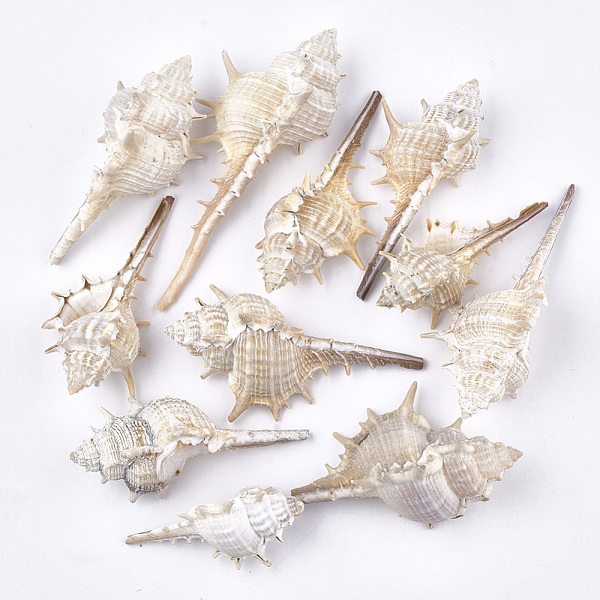 PandaHall Conch Shell Beads, Undrilled/No Hole Beads, Antique White, 57~106x29~45x26~36mm Other Sea Shell Others Orange
PandaHall Conch Shell Beads, Undrilled/No Hole Beads, Antique White, 57~106x29~45x26~36mm Other Sea Shell Others Orange
