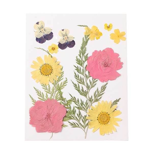 PandaHall Pressed Dried Flowers, for Cellphone, Photo Frame, Scrapbooking DIY and Resin Art Floral Decors, Colorful, 135x105x0.3mm Dried..., Yellow
PandaHall Pressed Dried Flowers, for Cellphone, Photo Frame, Scrapbooking DIY and Resin Art Floral Decors, Colorful, 135x105x0.3mm Dried..., Yellow