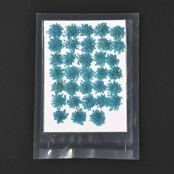 PandaHall Pressed Dried Flowers, for Cellphone, Photo Frame, Scrapbooking DIY Handmade Craft, Teal, 15~20x13~19mm, 100pcs/bag Dried Flower..., Cyan
PandaHall Pressed Dried Flowers, for Cellphone, Photo Frame, Scrapbooking DIY Handmade Craft, Teal, 15~20x13~19mm, 100pcs/bag Dried Flower..., Cyan