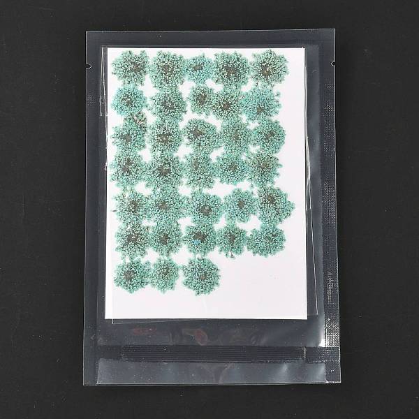 PandaHall Pressed Dried Flowers, for Cellphone, Photo Frame, Scrapbooking DIY Handmade Craft, Aquamarine, 15~20x13~19mm, 100pcs/bag Dried..., Green
PandaHall Pressed Dried Flowers, for Cellphone, Photo Frame, Scrapbooking DIY Handmade Craft, Aquamarine, 15~20x13~19mm, 100pcs/bag Dried..., Green