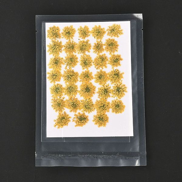 PandaHall Pressed Dried Flowers, for Cellphone, Photo Frame, Scrapbooking DIY Handmade Craft, Gold, 15~20x13~19mm, 100pcs/bag Dried Flower...
PandaHall Pressed Dried Flowers, for Cellphone, Photo Frame, Scrapbooking DIY Handmade Craft, Gold, 15~20x13~19mm, 100pcs/bag Dried Flower...
