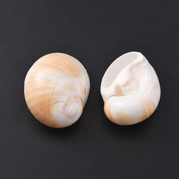 Natural Shell Beads - image