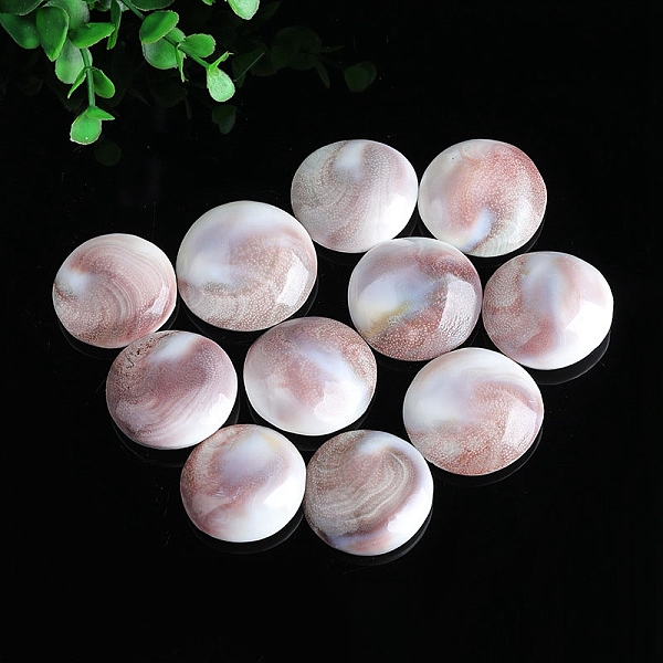 

PandaHall Natural Conch Shells Round Decorations, Sun Shell, for Meditation, Chakra Home Decoration, Rosy Brown, 35mm Shell Round