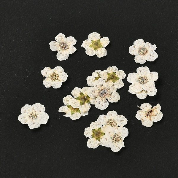 

PandaHall Narcissus Embossing Dried Flowers, for Cellphone, Photo Frame, Scrapbooking DIY Handmade Craft, Beige, 7mm, 20pcs/box Dried Flower..., Yellow