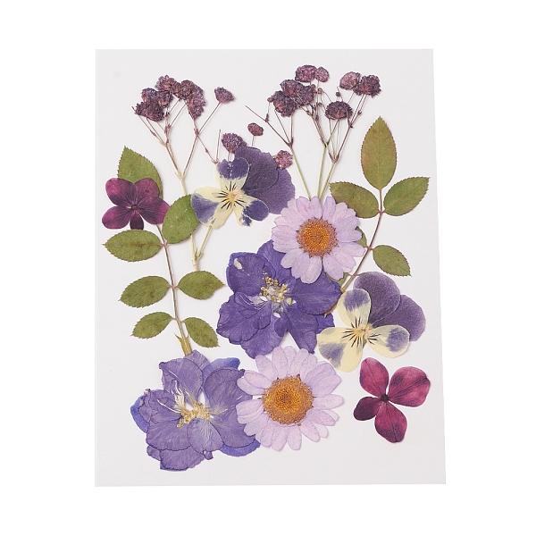

PandaHall Pressed Dried Flowers, for Cellphone, Photo Frame, Scrapbooking DIY and Resin Art Floral Decors, Purple, 135x105x0.3mm Dried...