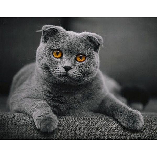 

PandaHall Cat DIY Diamond Painting Kit, Including Resin Rhinestones Bag, Diamond Sticky Pen, Tray Plate and Glue Clay, Gray, 500x400mm...