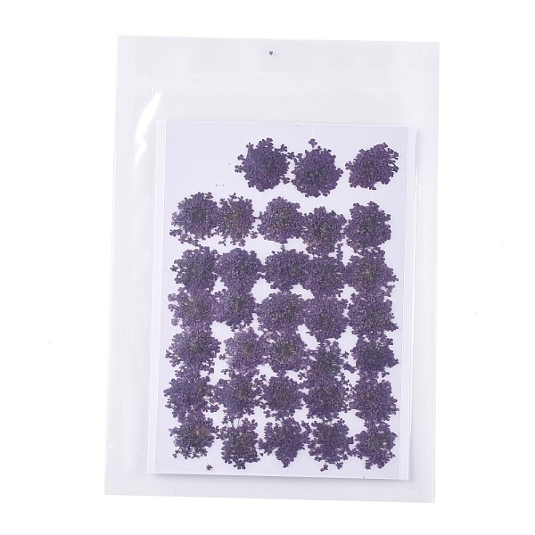 PandaHall Pressed Dried Flowers, for Cellphone, Photo Frame, Scrapbooking DIY Handmade Craft, Purple, 15~20x13~19mm, 100pcs/bag Dried Flower...
