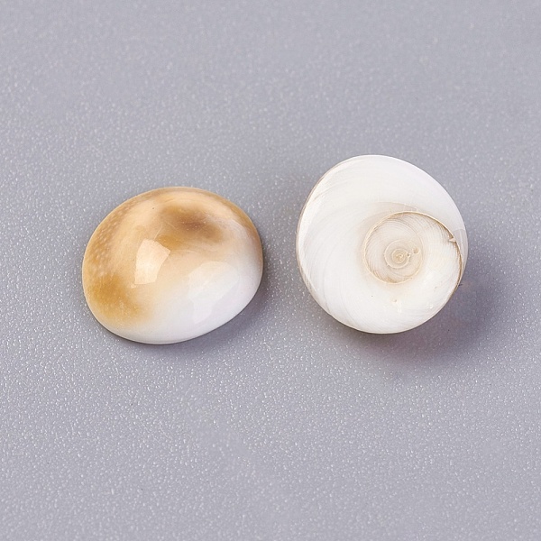 Shiva Eye Shell Beads
