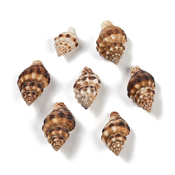 Natural Spiral Shel… - image