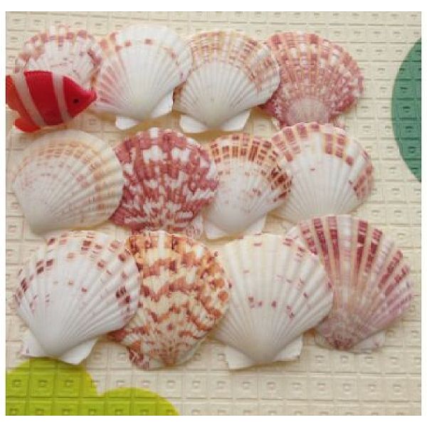 

PandaHall Beautiful Beach Sea Shells, Shells Crafts, for Aquarium Fish Tank Decor, Mixed Color, 40~80mm Shell Shell Shape Multicolor