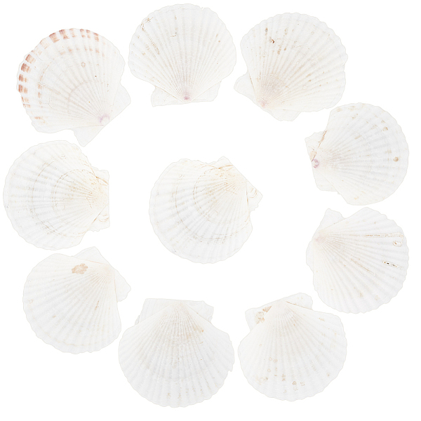 

PandaHall Natural Shell Beads, Undrilled/No Hole Beads, Antique White, 105~110x104~109x10~15mm Other Sea Shell Shell Shape