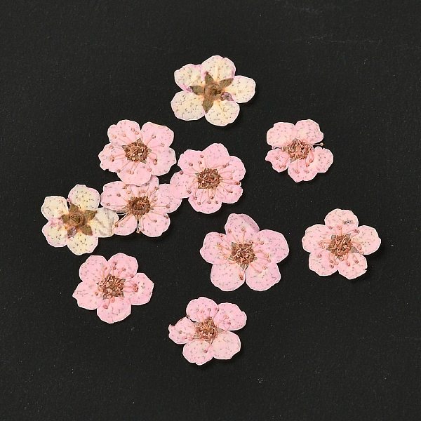 

PandaHall Narcissus Embossing Dried Flowers, for Cellphone, Photo Frame, Scrapbooking DIY Handmade Craft, Pearl Pink, 7mm, 20pcs/box Dried...
