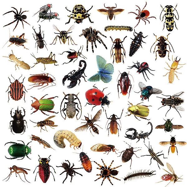 

PandaHall PVC Adhesive Stickers, for Suitcase, Skateboard, Refrigerator, Helmet, Mobile Phone Shell, Insect Pattern, 2~7x2~7cm, 50pcs/bag..., Black