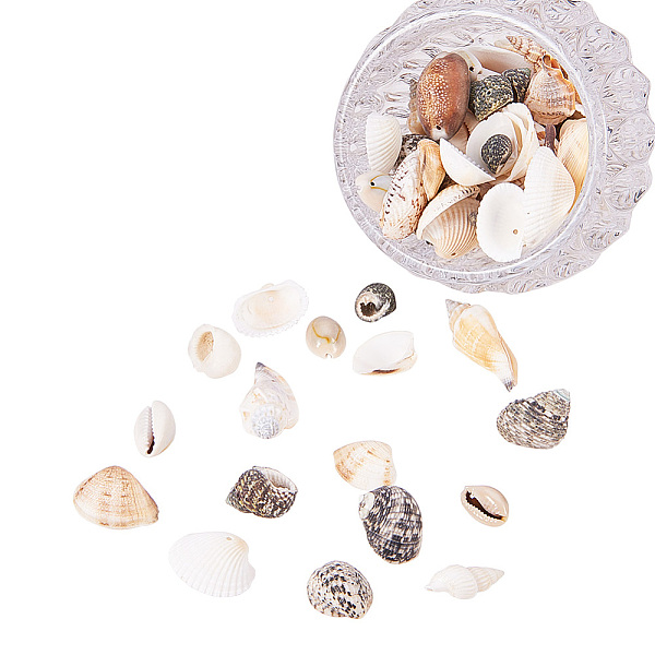 Mixed Natural Shell… - image