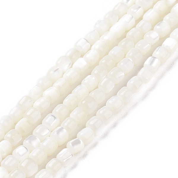 Natural Trochus She… - image