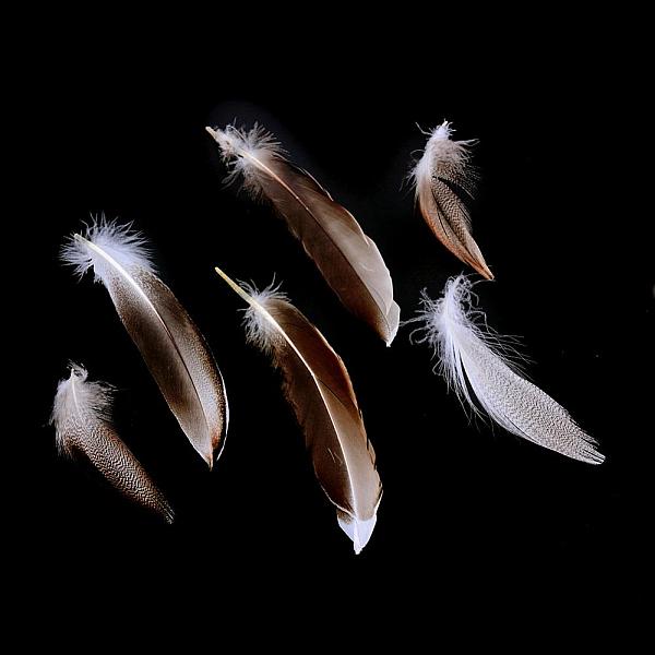 

PandaHall Chicken Feather Costume Accessories, Dyed, Saddle Brown, 30~160x10~30mm Feather Feather Brown
