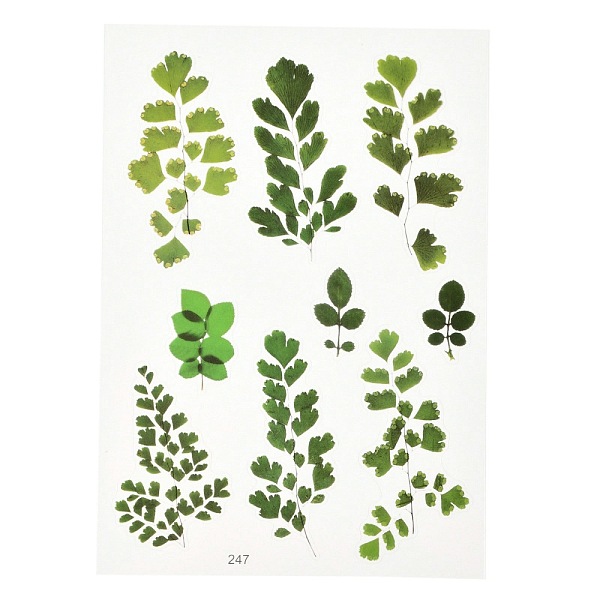 

PandaHall Waterproof Plastic Self Adhesive Stickers, Plant Pattern, Leaf Pattern, 15x10.5x0.01cm Plastic Leaf Green