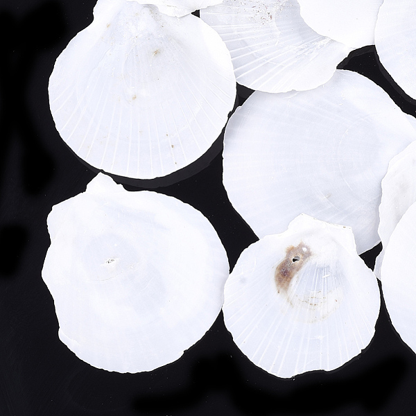 

PandaHall Shell Beads, Undrilled/No Hole Beads, Scallop, White, 45~74x42~70x2~3mm Other Sea Shell Shell Shape White
