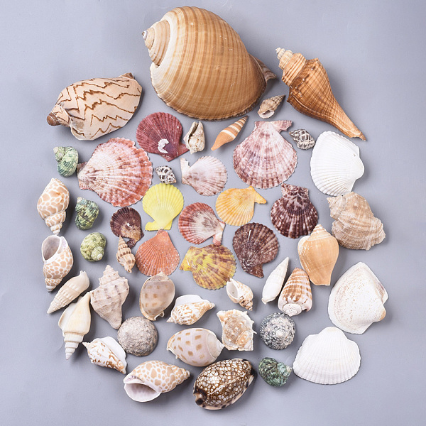 

PandaHall Natural Spiral Shell Beads, Undrilled/No Hole Beads, Mixed Color, 25~130x15~91x6~80mm Spiral Shell Shell Shape Multicolor