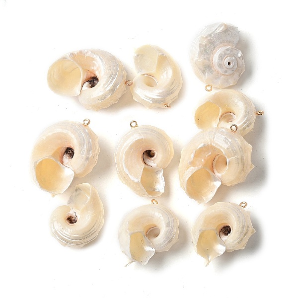 Natural Sea Shell P… - image