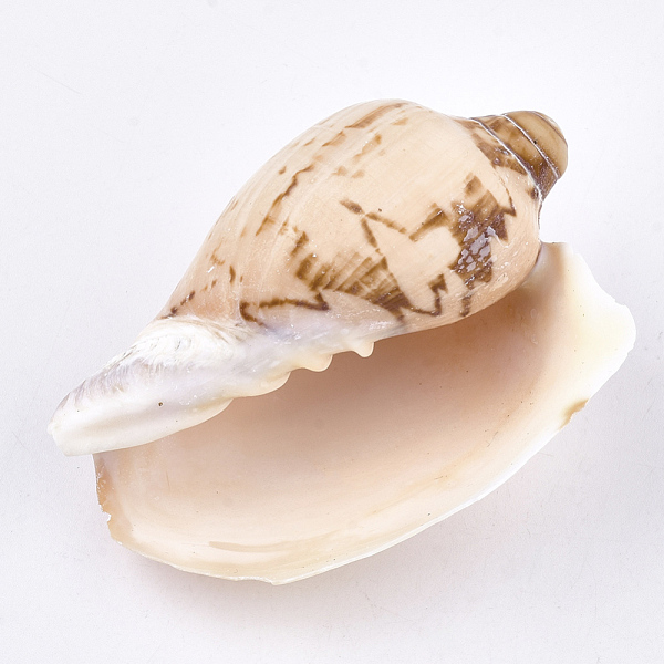 

PandaHall Spiral Shell Beads, Undrilled/No Hole Beads, PeachPuff, 70~95x45~58x32~39mm Spiral Shell Shell Shape Brown