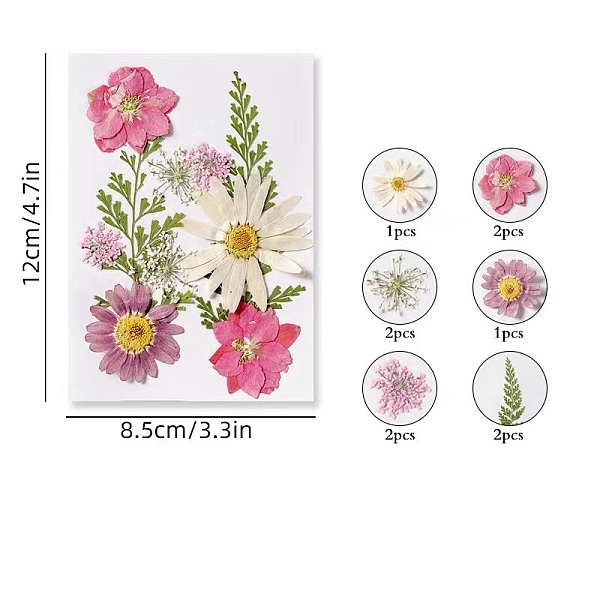 

PandaHall Dried Flower Sets, Craft Material, Hot Pink, 120x85mm Dried Flower Flower