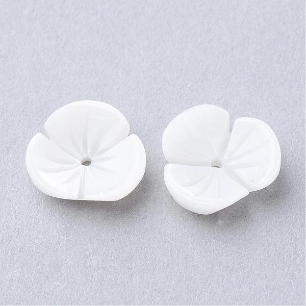 Natural Sea Shell B… - image