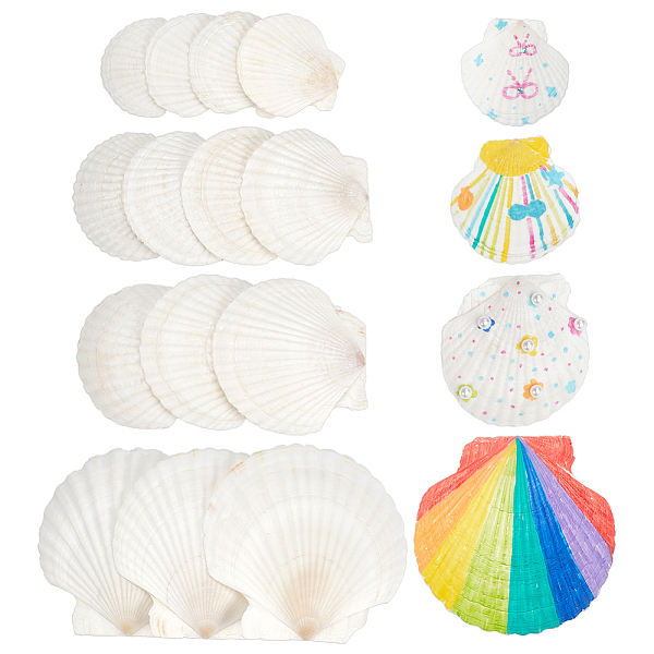 14 pièce 4 styles d'accessoires de peinture de coquillages naturels