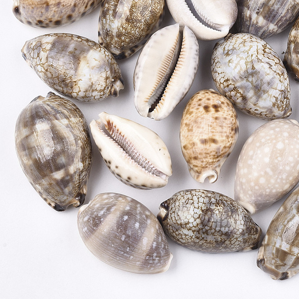 

PandaHall Cowrie Shell Beads, Undrilled/No Hole Beads, Camel, 55~70x33~44x27~36mm Cowrie Shell Others Brown