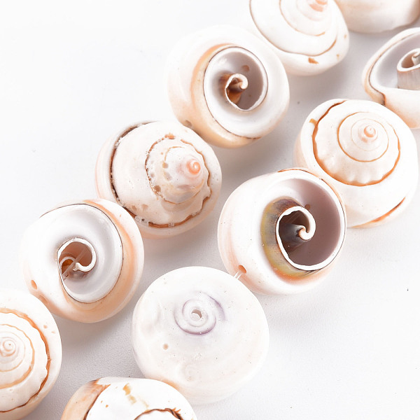 Natural Spiral Shel… - image
