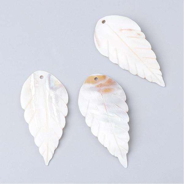 Freshwater Shell Bi… - image