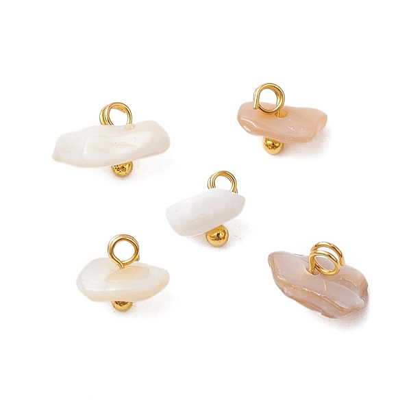 Natural Sea Shell C… - image