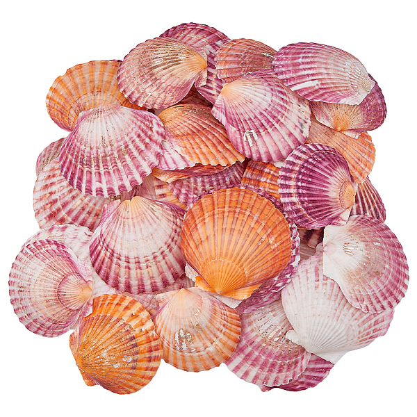 500G Natural Shell … - image