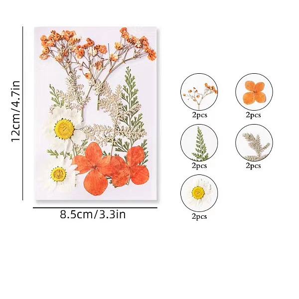 

PandaHall Dried Flower Sets, Craft Material, Tomato, 120x85mm Dried Flower Flower Red